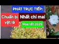 PHÁT TRỰC TIẾP: Chuẩn bị vặt lá nhất chi mai hoa Tết 2025