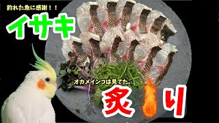 【釣果レシピ】今が旬のイサキ。刺身だけじゃ勿体ない！！