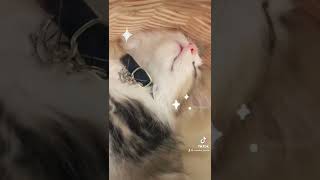 お口をもぐもぐして寝てる子猫ちゃん♡ミヌエットの子猫時代