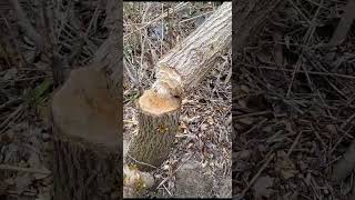 beaver at work