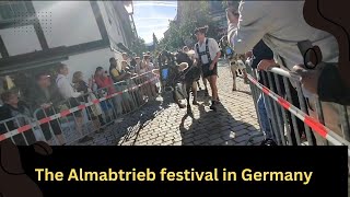 How The Cattle And Farmers Are Welcomed Back Down From The Mountains during Autumn in Germany.