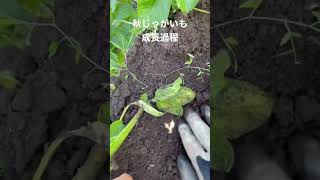 秋じゃがいもの様子　【群馬県　無農薬栽培】