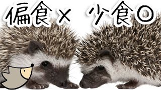 ハリネズミの偏食？と見せかけて少食なだけかも？年齢や暮らしで食べる量は変わるよ！