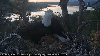 An early visit by Shadow and Jackie to the nest FOBBV CAM Big Bear Bald Eagle Live Nest - Cam 1