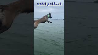 Water parkour Malinois 🌊🐕‍🦺