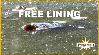 Dynamite Carp Fishing - Free Lining