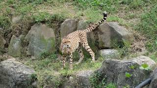 イブキとシュレン兄弟は息ピッタリ　多摩動物公園　チーター