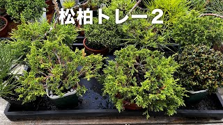 自動灌水環境７ #盆栽 #bonsai