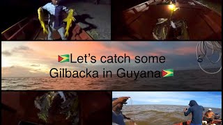 FISHING IN THE ATLANTIC OCEAN IN GUYANA FOR GILBACKA,  WITH AN AMAZING HARDWORKING CREW.