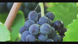 VERIFY: Does Texas wine suck?