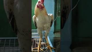 నాటుకోడి కోరచూపు | Original Country Chicken | #alaap #cock