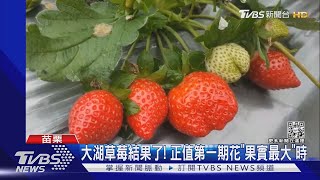 大湖草莓結果了! 正值第一期花「果實最大」時｜TVBS新聞 @TVBSNEWS01