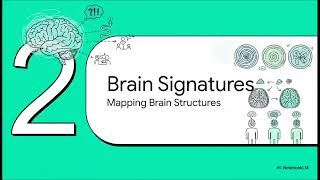 ADHD symptom paths are physically reflected in how brain develops | Science Uncovered