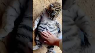 A Russian couple’s harmony with animals. #short #Tiger #shorts#Animal #Recovery
