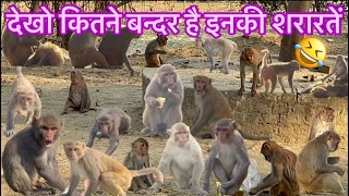 देखो कितने बन्दर है और इनकी शरारतें अलग ही है🤣 #monkey #funny #fun @Akhileshsharmaup