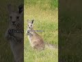 Escape to Victoria's Rugged Paradise: Unveiling Wilsons Promontory National Park 🇦🇺 #shorts  #nature