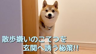 玄関での攻防の秘策！柴犬こてつ君はお散歩嫌い…。