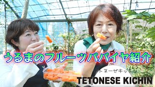 【生産者さん】うるまの農家さん×野菜ソムリエプロ#フルーツパパイヤ