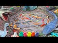 Fishing for big catfish in the pond, ornamental fish, betta fish, koi fish, goldfish, turtles, ducks