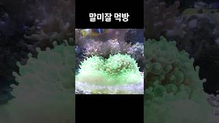 니모의 부비부비 환상이 깨지는 말미잘 먹방