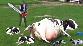 கால்நடைகளை இப்படியெல்லாம் என்ன பண்ணுறாங்க பாருங்கPART 2  |Modern Cow Dairy Farming -