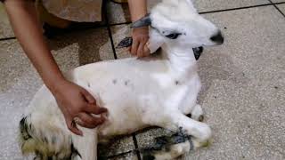 Mxtube.net :: Thailand girl goat slaughter Mp4 3GP Video & Mp3 Download  unlimited Videos Download