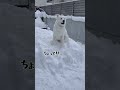 👧なっちゃんアフレコ日記🐻‍❄️二歳　　　　　　 greatpyrenees グレートピレニーズ 癒し動画