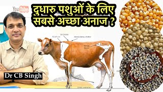 गाय भैंस के लिए सबसे अच्छा अनाज ? | @ Dairy Ustaad