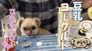 【健康食品】手作りチャレンジ！豆乳ヨーグルトを食べる子犬 - making Soy Yogurt -【チワワ×シーズー】