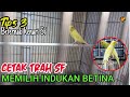 [Beternak Kenari SF] |Tips 3: Memilih indukan kenari betina terbaik untuk cetak anakan Trah SF|