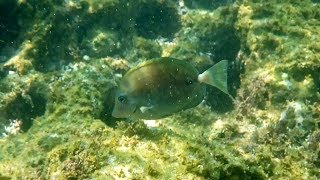 [4K]葉山芝崎海岸シュノーケリング(2019年8月18日) タカノハダイ チョウチョウウオ カサゴ カゴカキダイ ルリスズメダイ ハコフグ アイゴ ハゼ キヌバリ