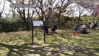 2013-03-22_本牧山頂公園桜編(mp4)