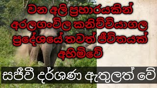 අලි මිනිස් ගැටුම | අරලගංවිල