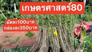 เกษตรศาสตร์80 มีจำหน่ายทั้งแบบกล่องและแบบต้น สนใจโทร.063-7306789