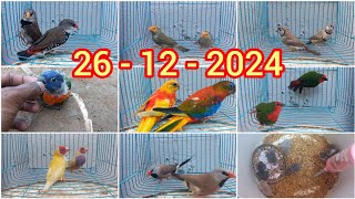 finches variety /Hamster /Nagercoil brothers