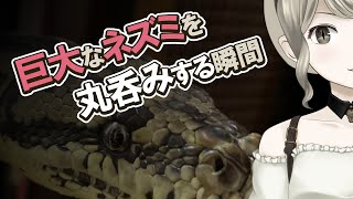 【給餌動画】生身の私（カーペットパイソン）が巨大なネズミを呑み込む瞬間【#巳造ミオリ】