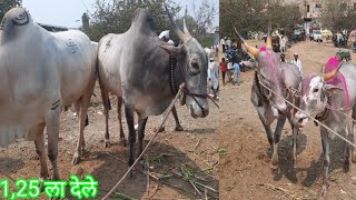 दि 4, 3,2023 #जामखेड_बैल_बाजार jamkhd bail bazar #ajitchakre_dairyfarm #shots_youtube #beed #khilar