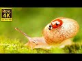 4K HDR 60FPS Dolby Vision - Amazing Insects World with Relaxing Music