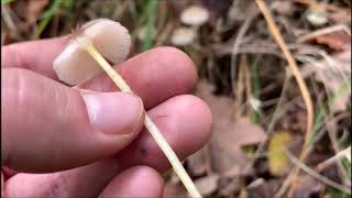 Dehnbarer Helmling - Mycena epipterygia