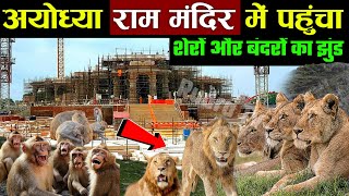अयोध्या राम मंदिर में पहुंचा शेरों और बंदरों का झुंड! groups of lions monkeys in ayodhya ram mandir