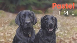 Black Labrador Dogs in Soft Pastel on Velour - Timelapse