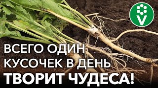 ЧТО ТВОРИТ ХРЕН! Лечит боли в суставах, простуду, кашель и не только! Самый простой рецепт из хрена