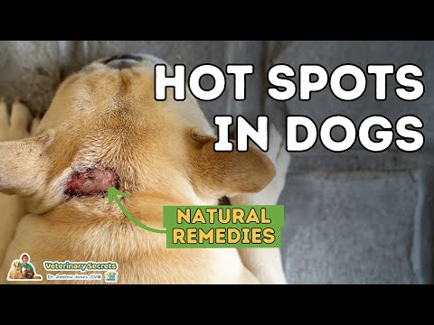 Hot Spots In Dogs: Natural Home Remedies Hot Spots In Dogs: Natural Home Remedies