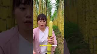 Sugarcane in china #viralvideo #viralshort #sugarcane