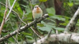 1061213石門水庫稀有冬候鳥－紅胸鶲（Ficedula parva）