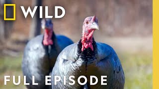 Turkeys in Disguise (Full Episode) | United States of Animals | Nat Geo Wild
