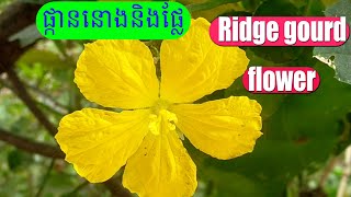 ដើមននោងផ្លែនិងផ្កា Ridge gourd Flower