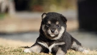 ID:1837　柴犬　黒柴　メス　子犬　生後26日目　shiba　inu