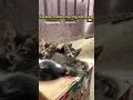 Anak kucing kampung ga ada yang mau adopsi #kucingkampung #kitten