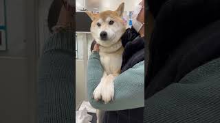 ペットクリニックにて肛門腺絞りされ最後に立つ柴犬マメ